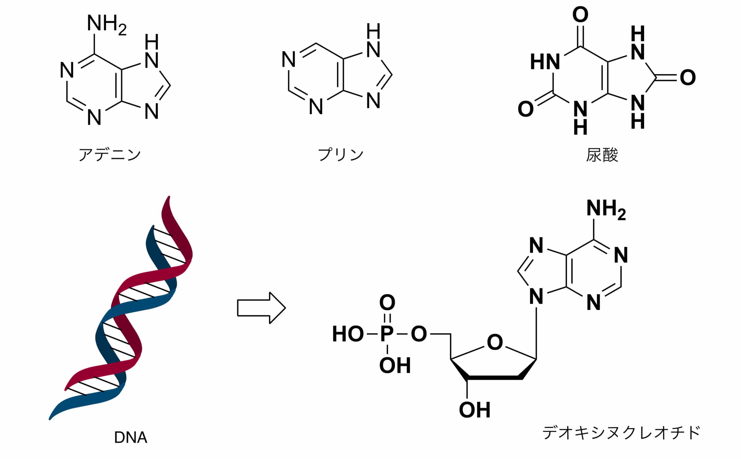 プリン体ってどんな物質？？DNAや尿酸との関係